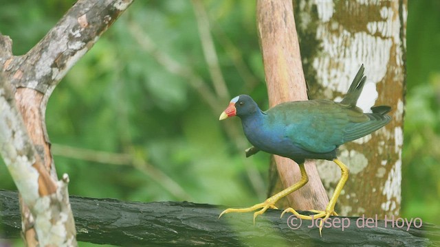 Purple Gallinule - ML466536801