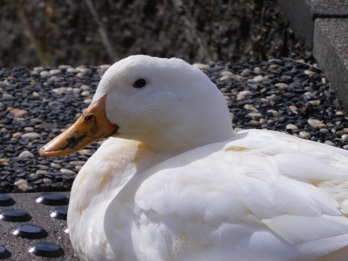 Mallard (Domestic type) - Ben Johnson