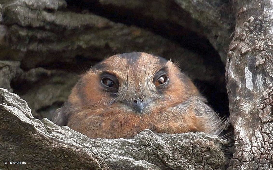 Australian Owlet-nightjar - ML466537251