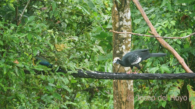 Purple Gallinule - ML466537271