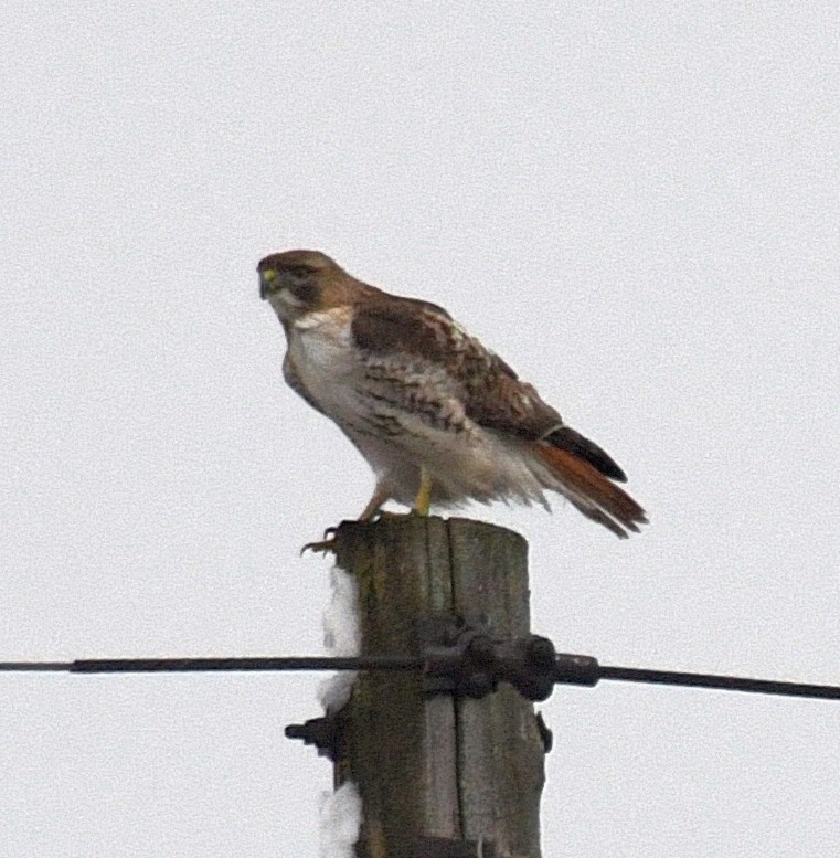 Red-tailed Hawk (borealis) - ML46653751