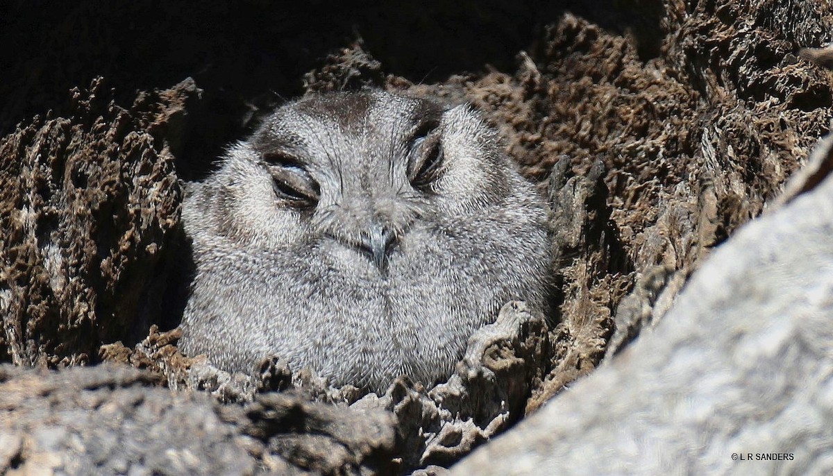 Australian Owlet-nightjar - ML466537611