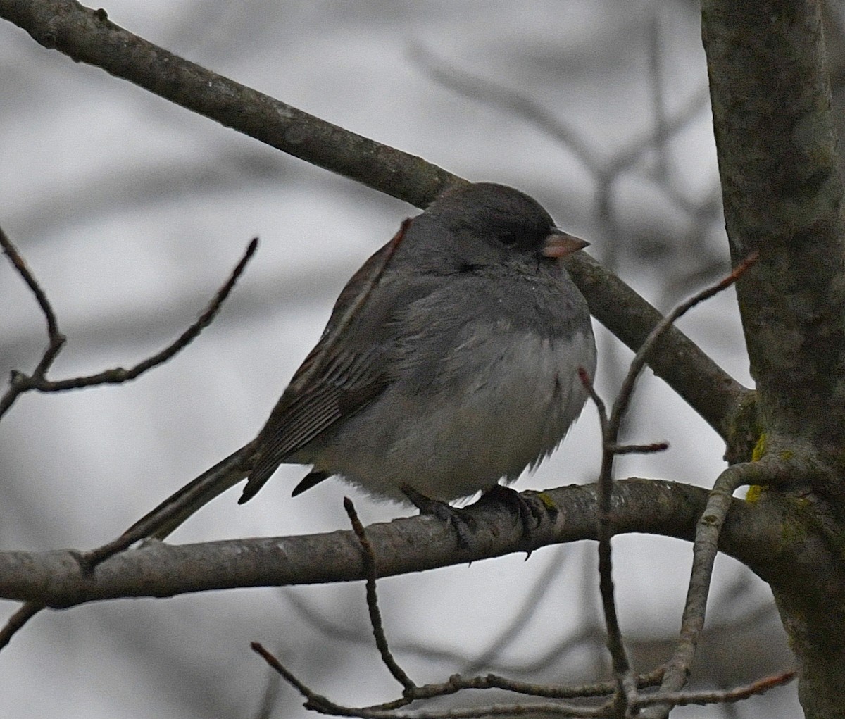 Dark-eyed Junco (Slate-colored) - ML46653801