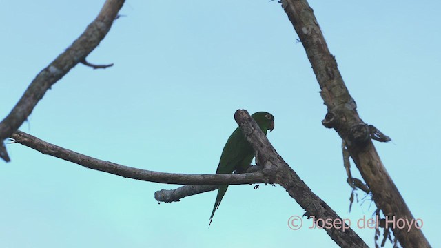 White-eyed Parakeet - ML466539261