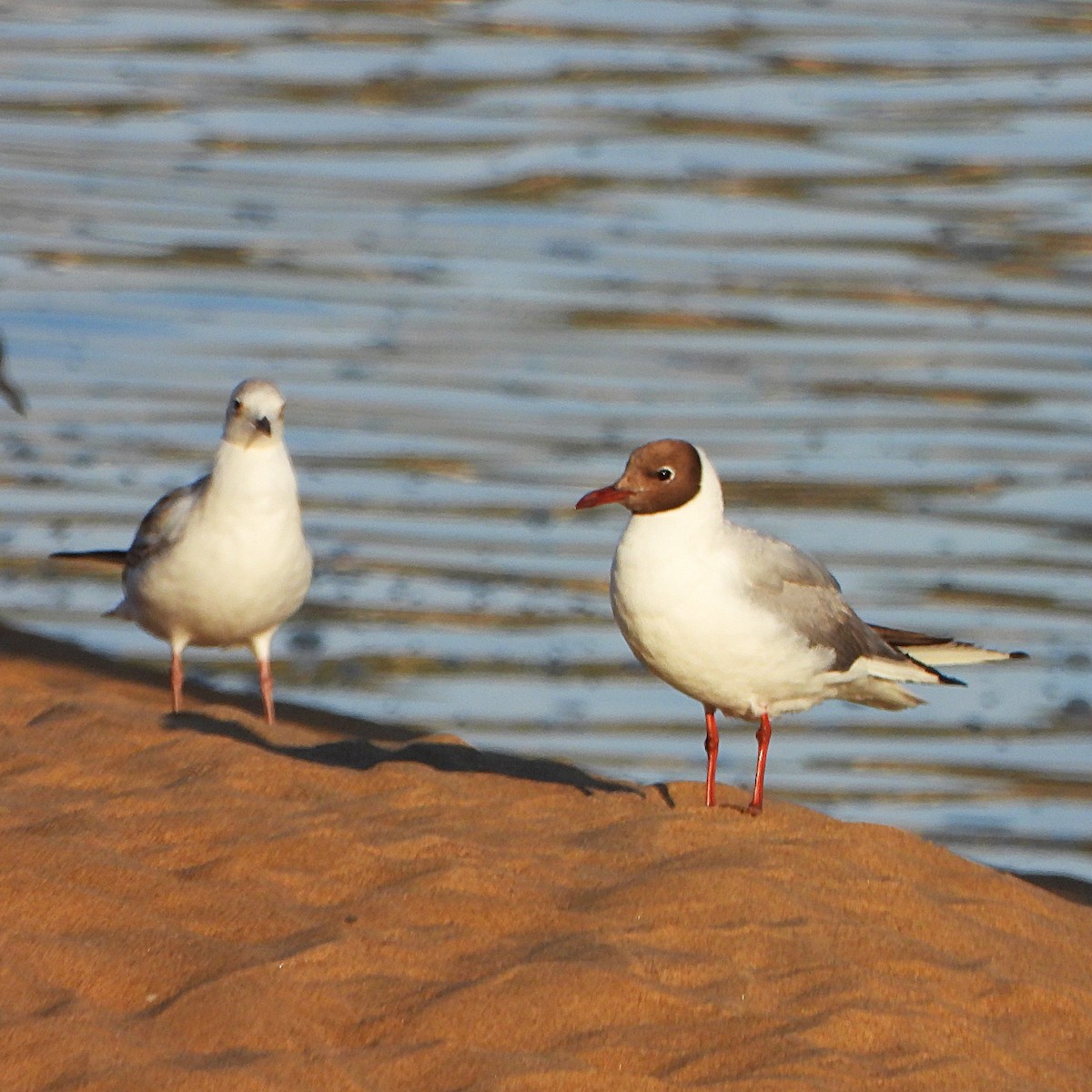 Black-headed Gull - ML466539981