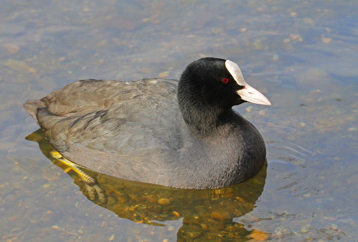 Eurasian Coot - ML46654051