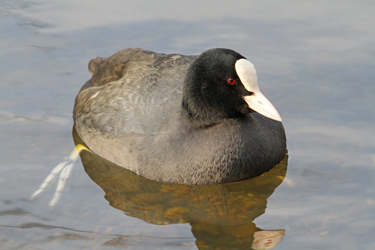 Eurasian Coot - ML46654061