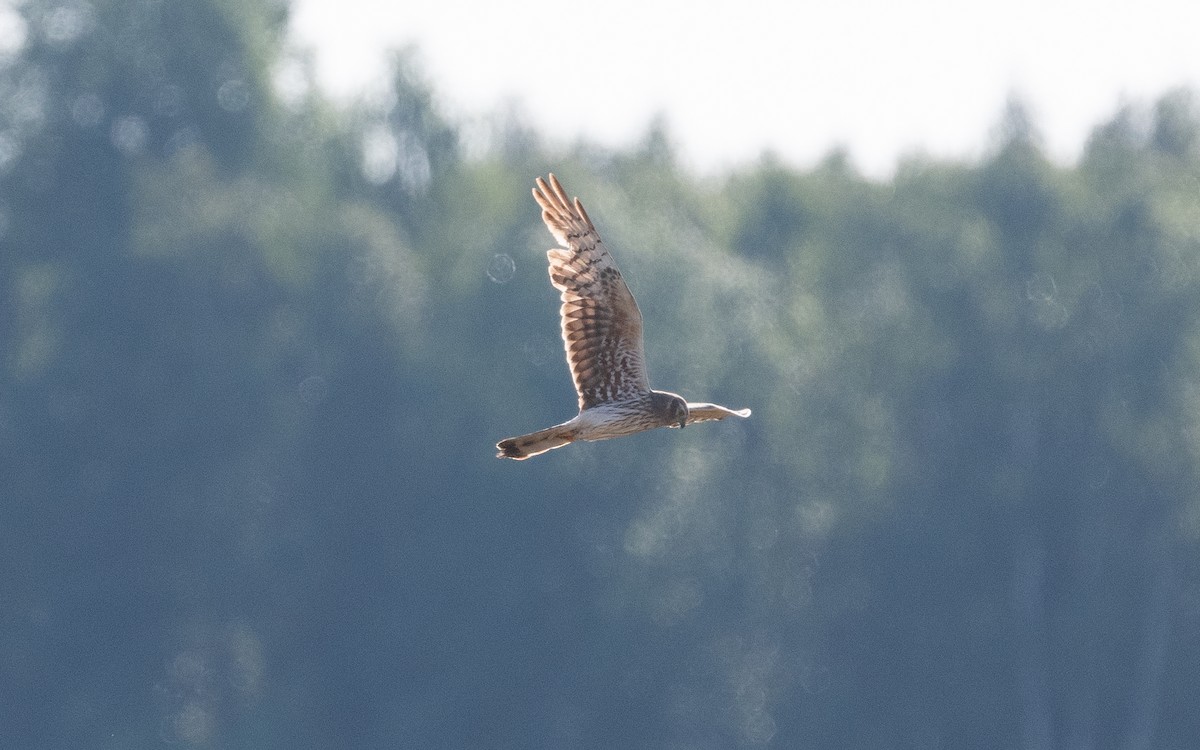 Montagu's Harrier - ML466540931