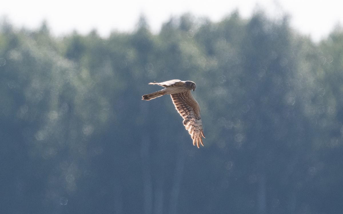 Montagu's Harrier - ML466540941