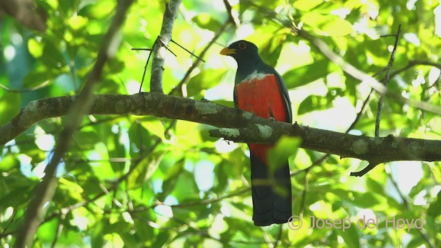 Black-tailed Trogon - ML466541941