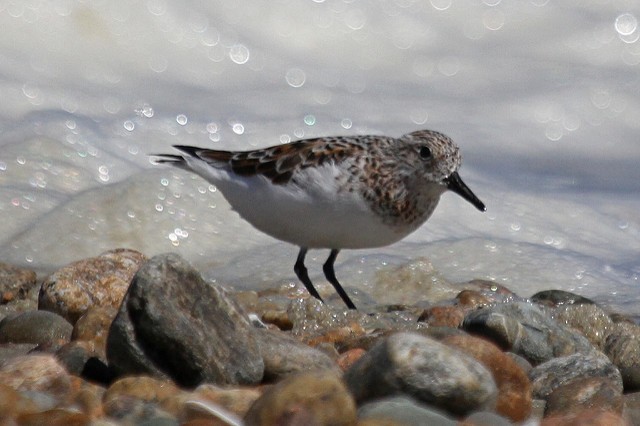 Bécasseau sanderling - ML46654431