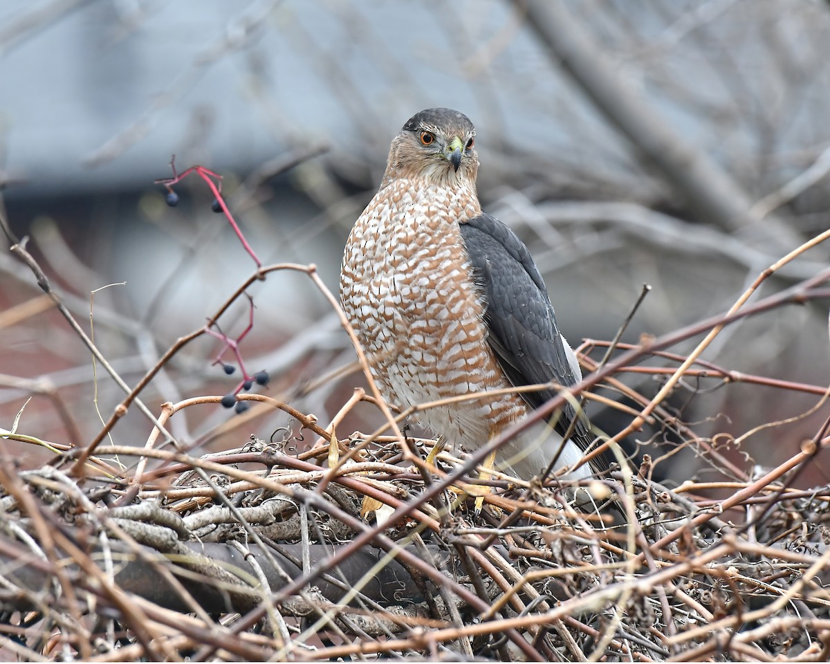 Cooper's Hawk - ML466544361