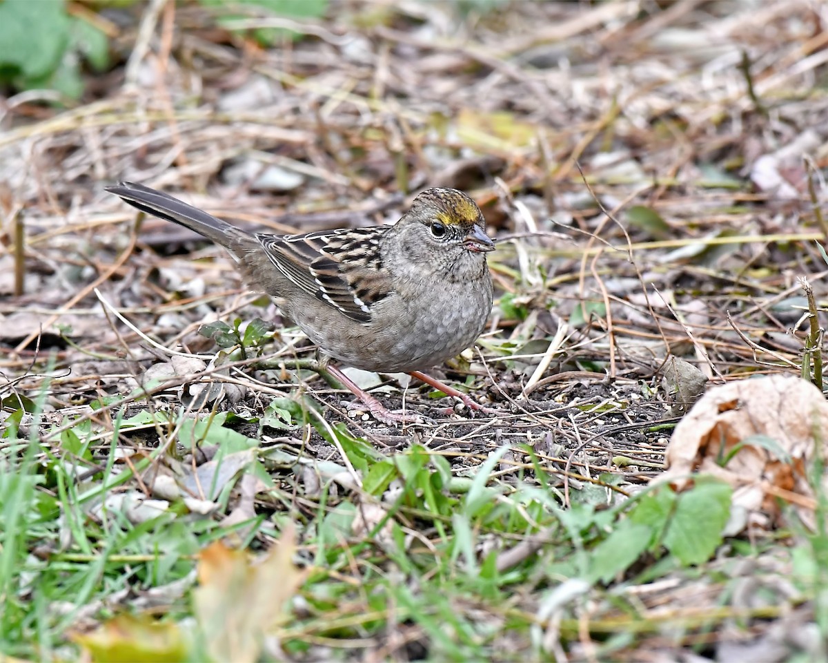 Golden-crowned Sparrow - ML466544611