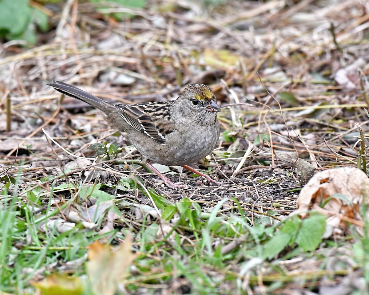 Bruant à couronne dorée - ML466544611