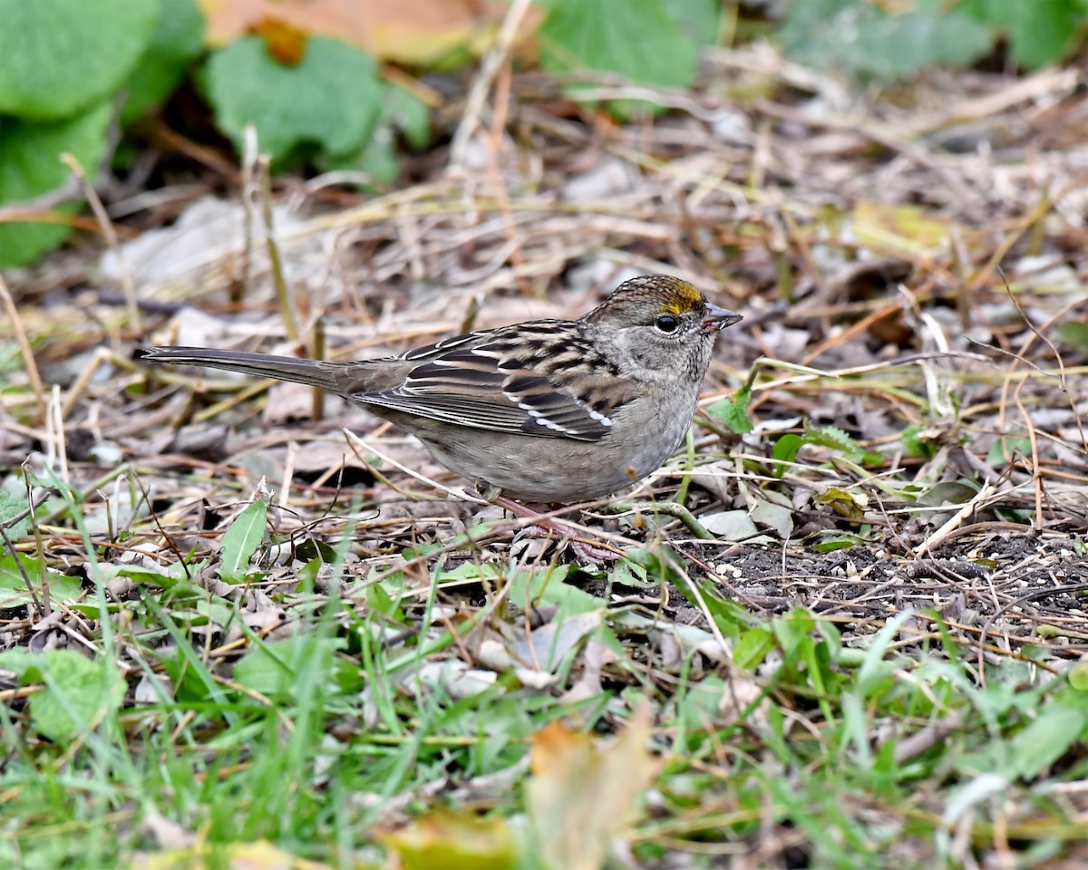 Bruant à couronne dorée - ML466544621