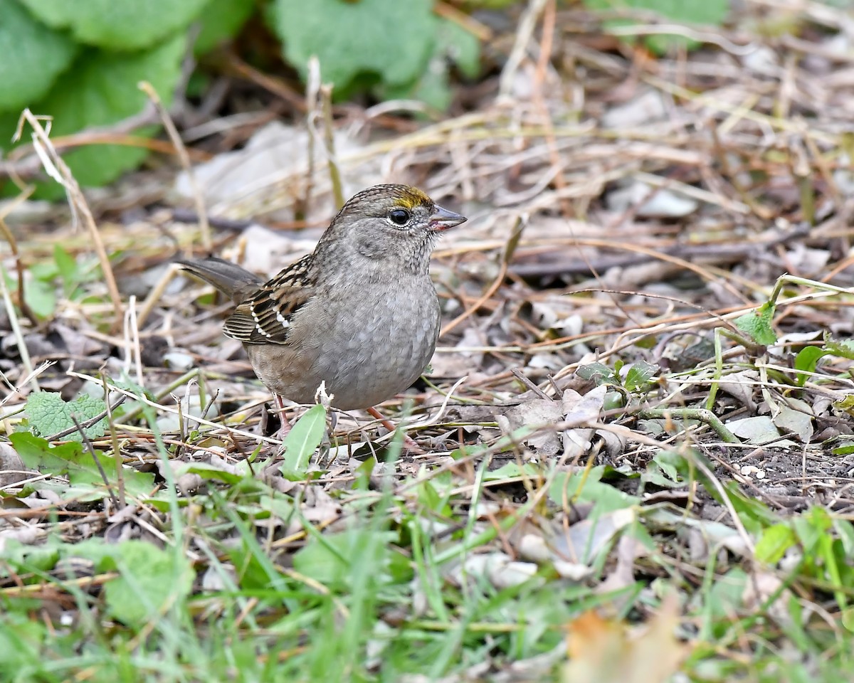 Golden-crowned Sparrow - Ed McAskill