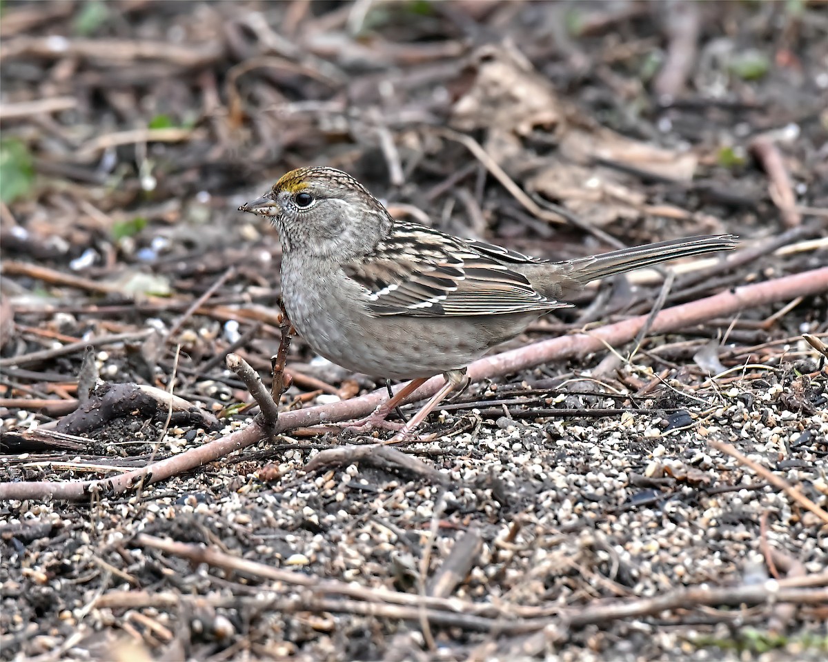 Bruant à couronne dorée - ML466544671