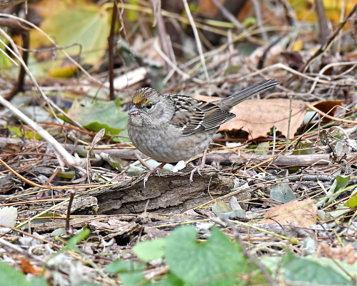 Bruant à couronne dorée - ML466544691