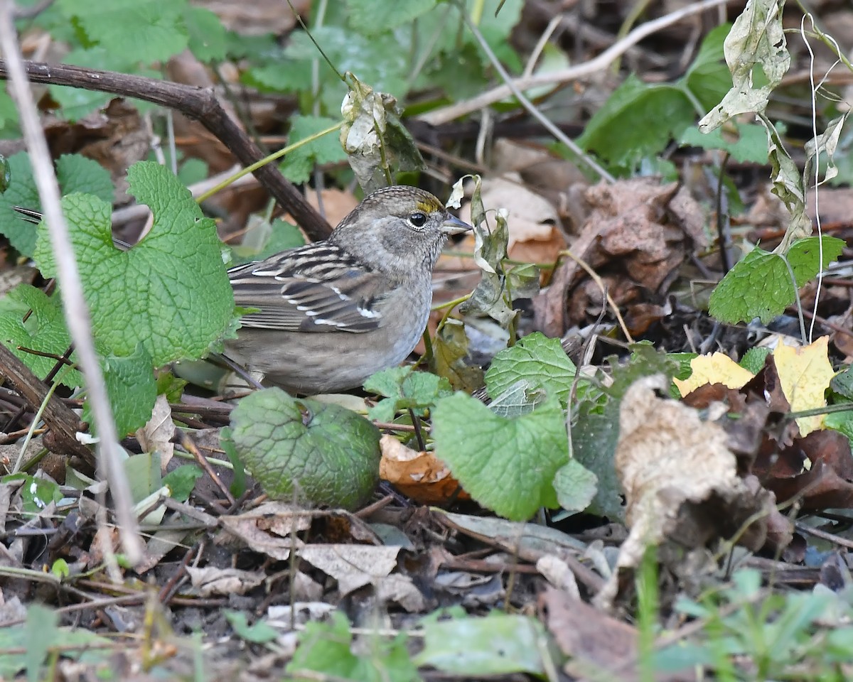 Golden-crowned Sparrow - Ed McAskill