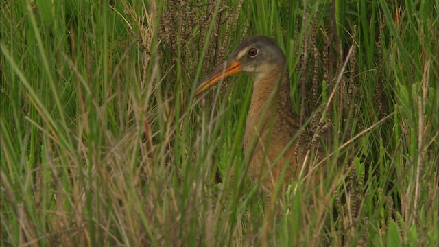 Clapper Rail - ML466545