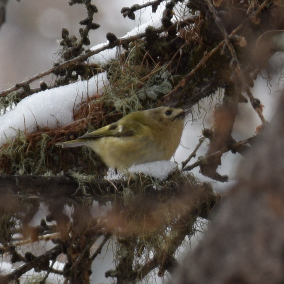 Goldcrest - Alison Hixon