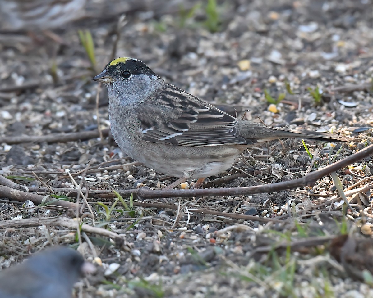 Bruant à couronne dorée - ML466545331