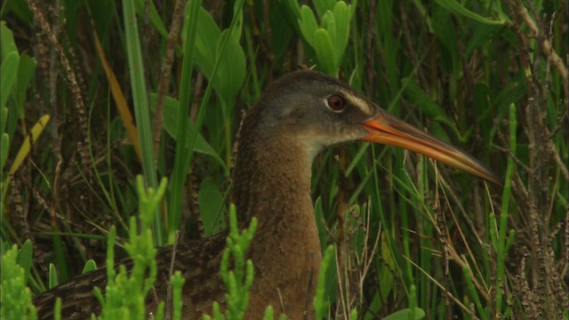 Clapper Rail - ML466546