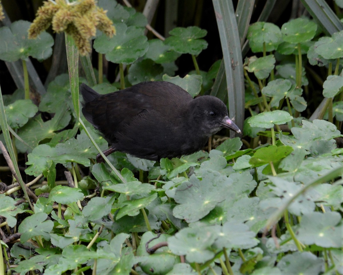 Polluela Negra Africana - ML466547641