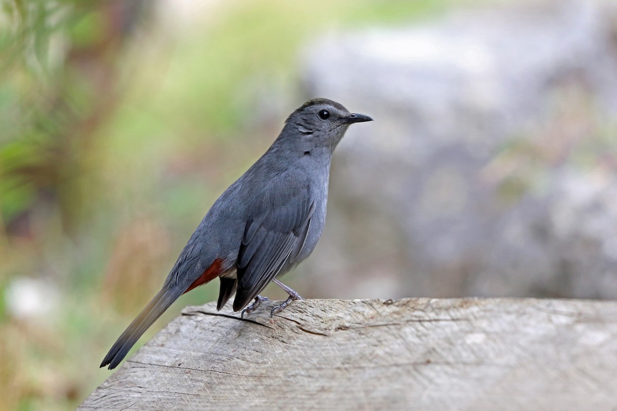 Gray Catbird - Nigel Voaden