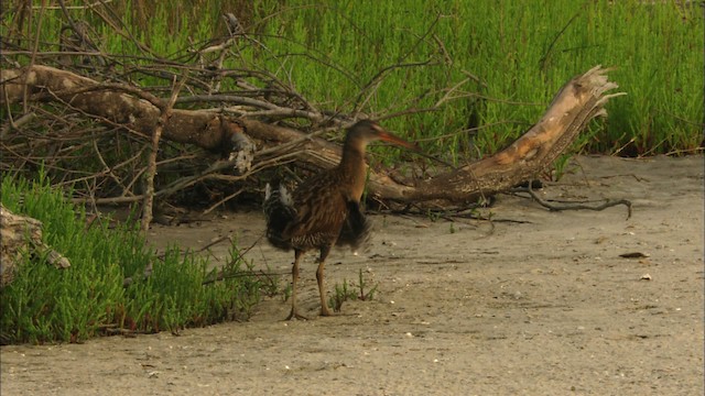 Clapper Rail - ML466548