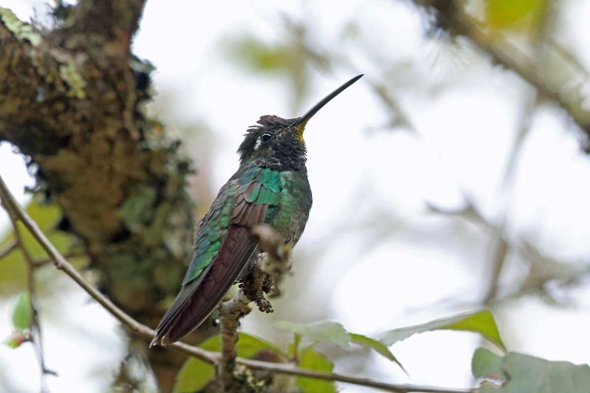 Rivoli's Hummingbird - ML46654861