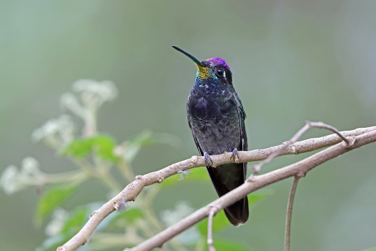 Violettkron-Brillantkolibri - ML46654871