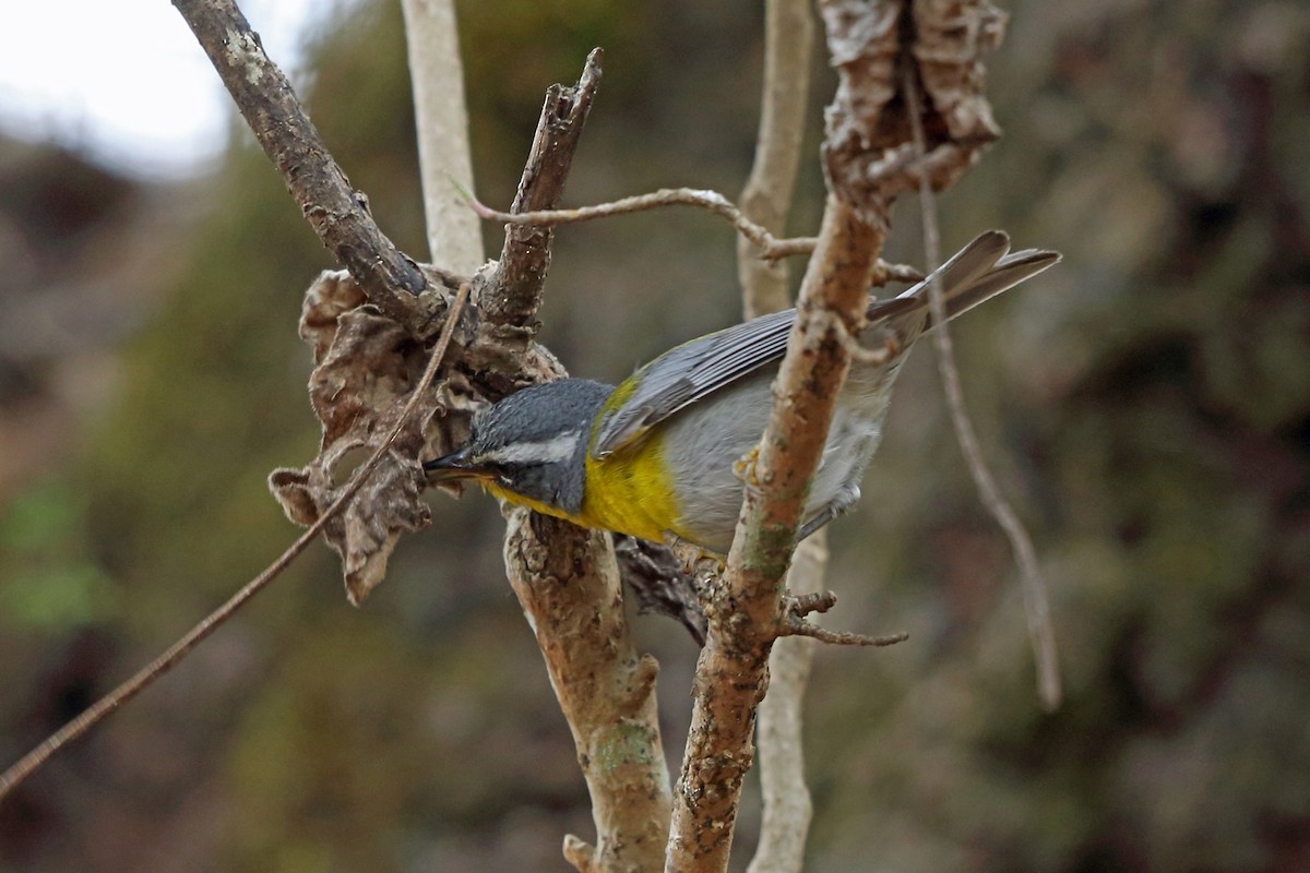 Crescent-chested Warbler - ML46654891