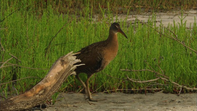 Clapper Rail - ML466549