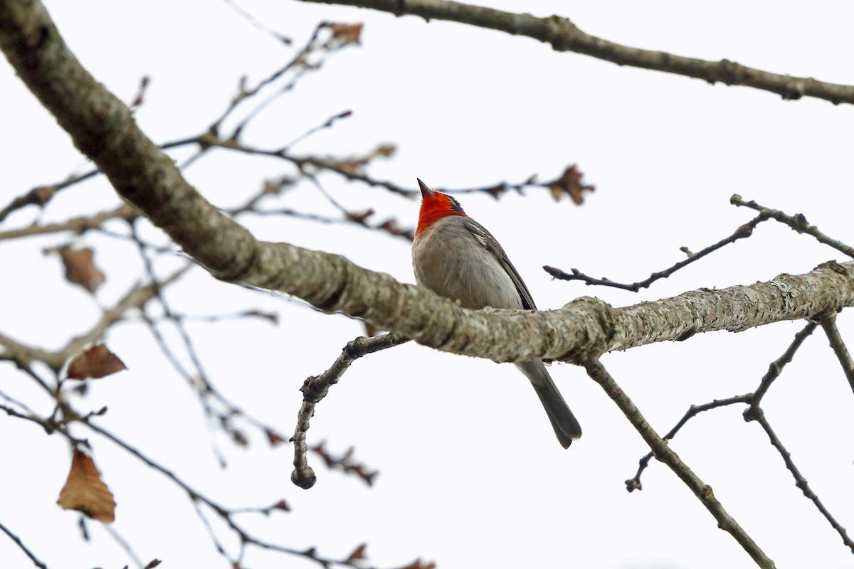 Red-faced Warbler - ML46654931