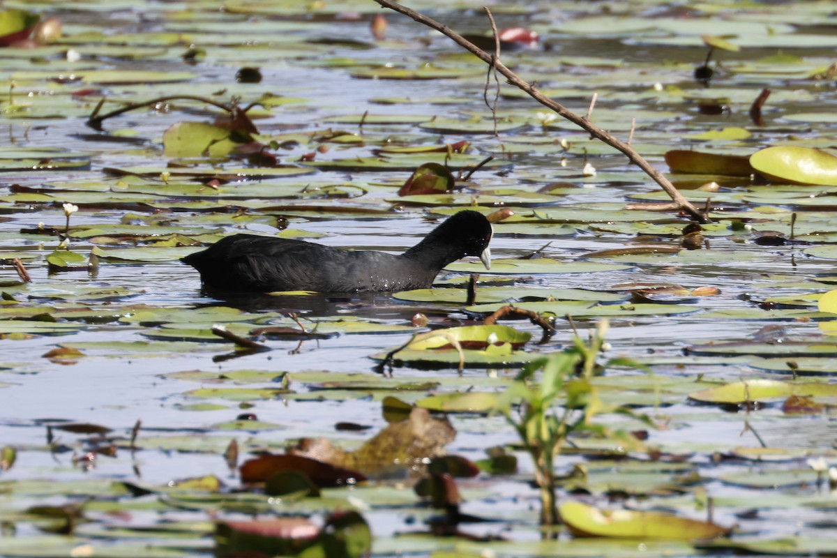 Eurasian Coot - ML466549351