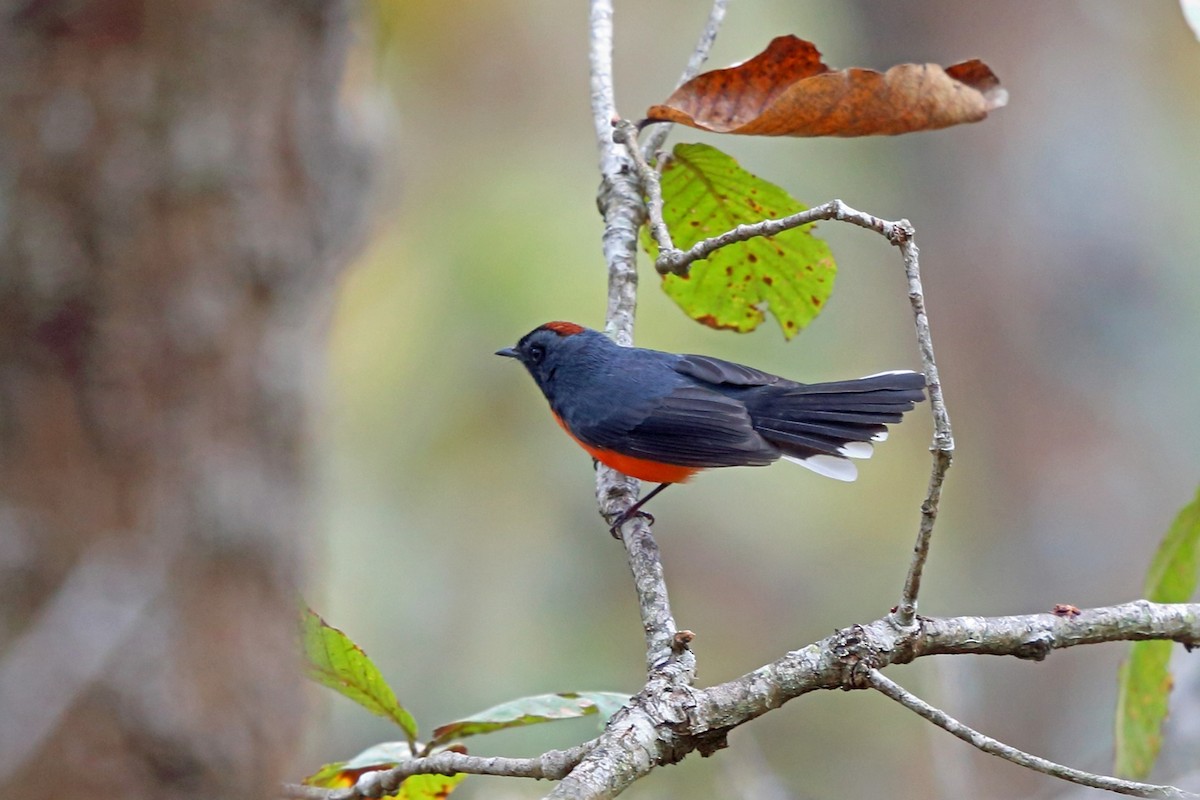 Slate-throated Redstart - ML46654971