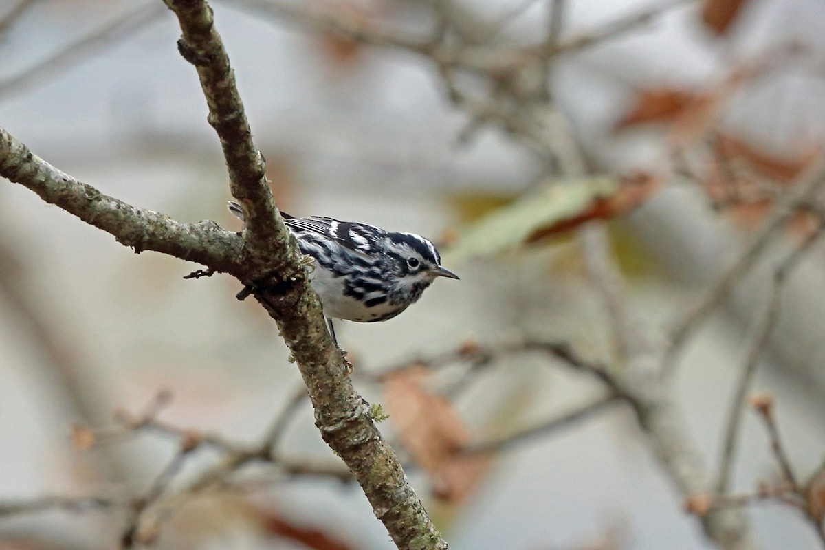 Black-and-white Warbler - ML46654991