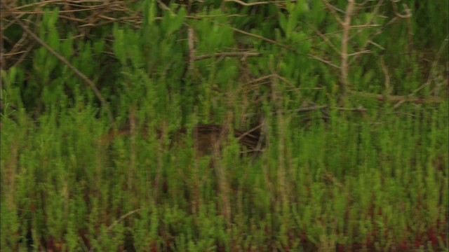 Clapper Rail - ML466550