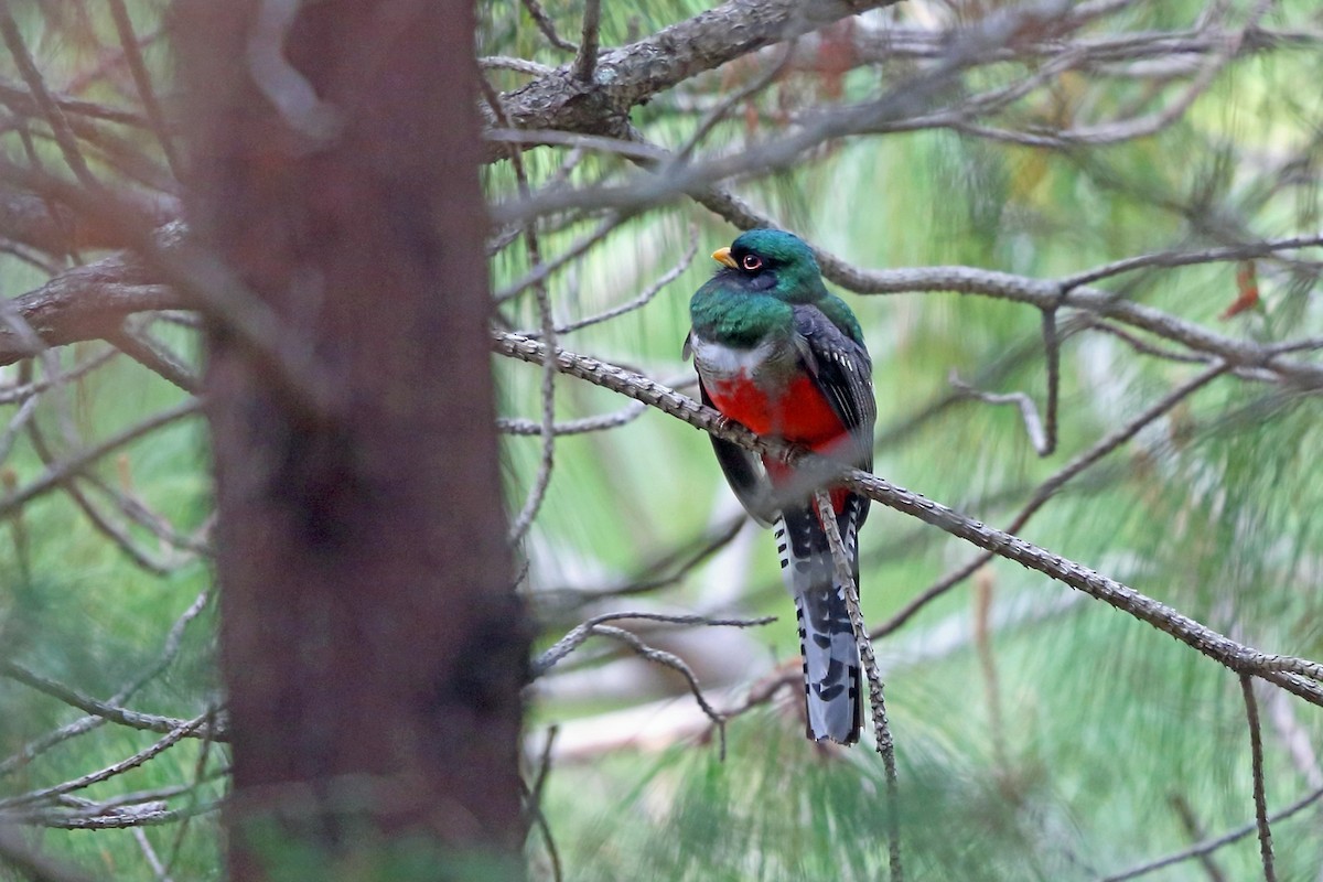 Mountain Trogon - ML46655011