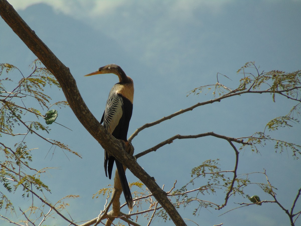 anhinga americká - ML46655031