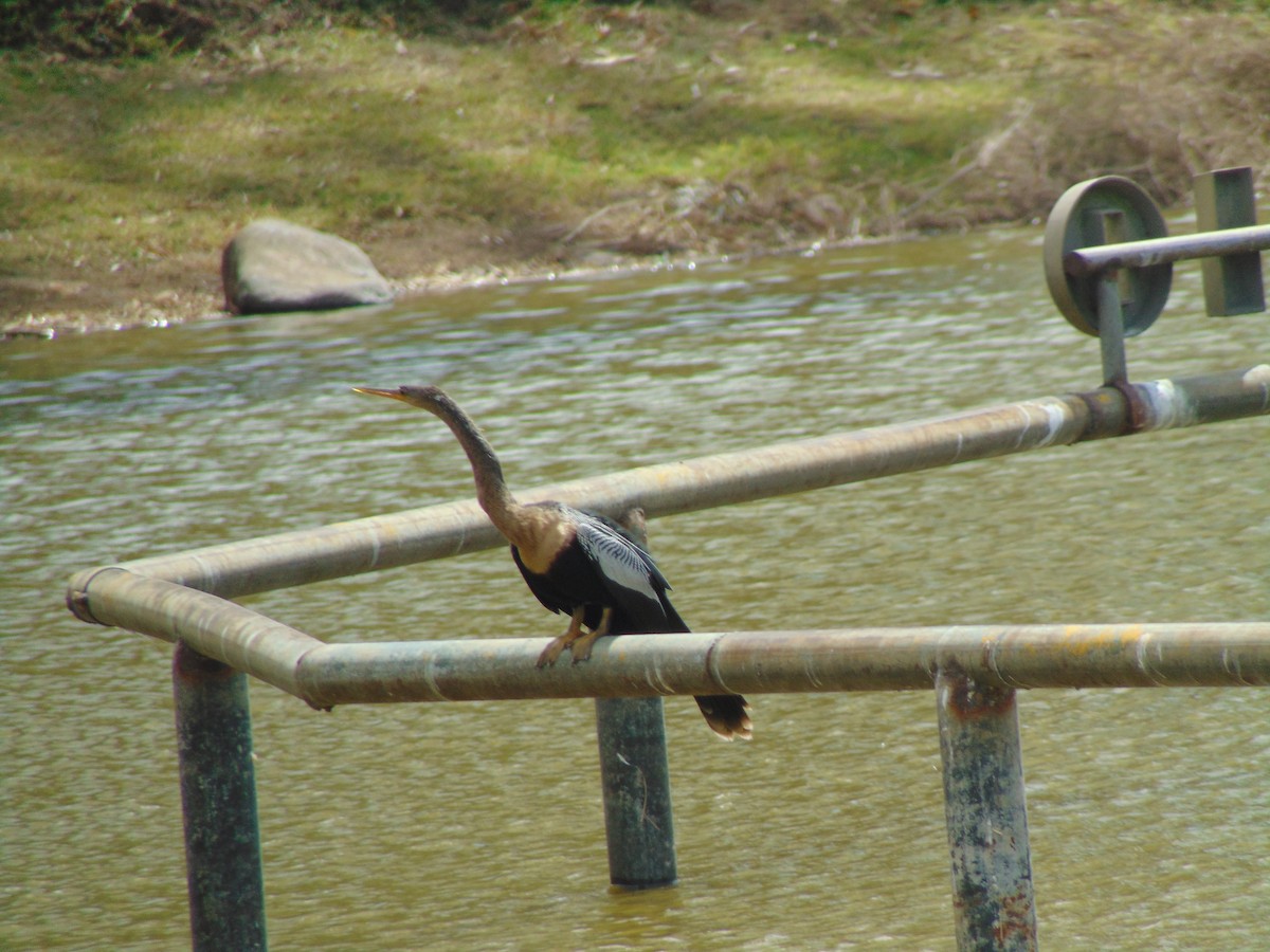 Anhinga - Enrique Varela