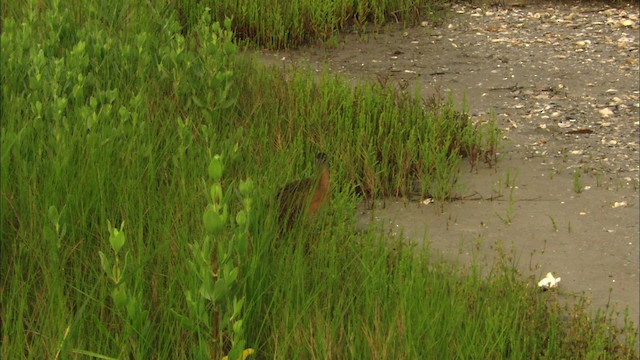 Clapper Rail - ML466551