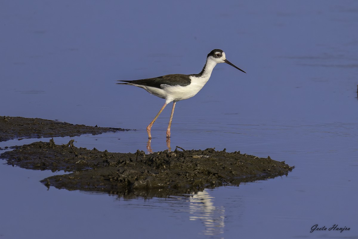 pisila černokrká - ML466551891