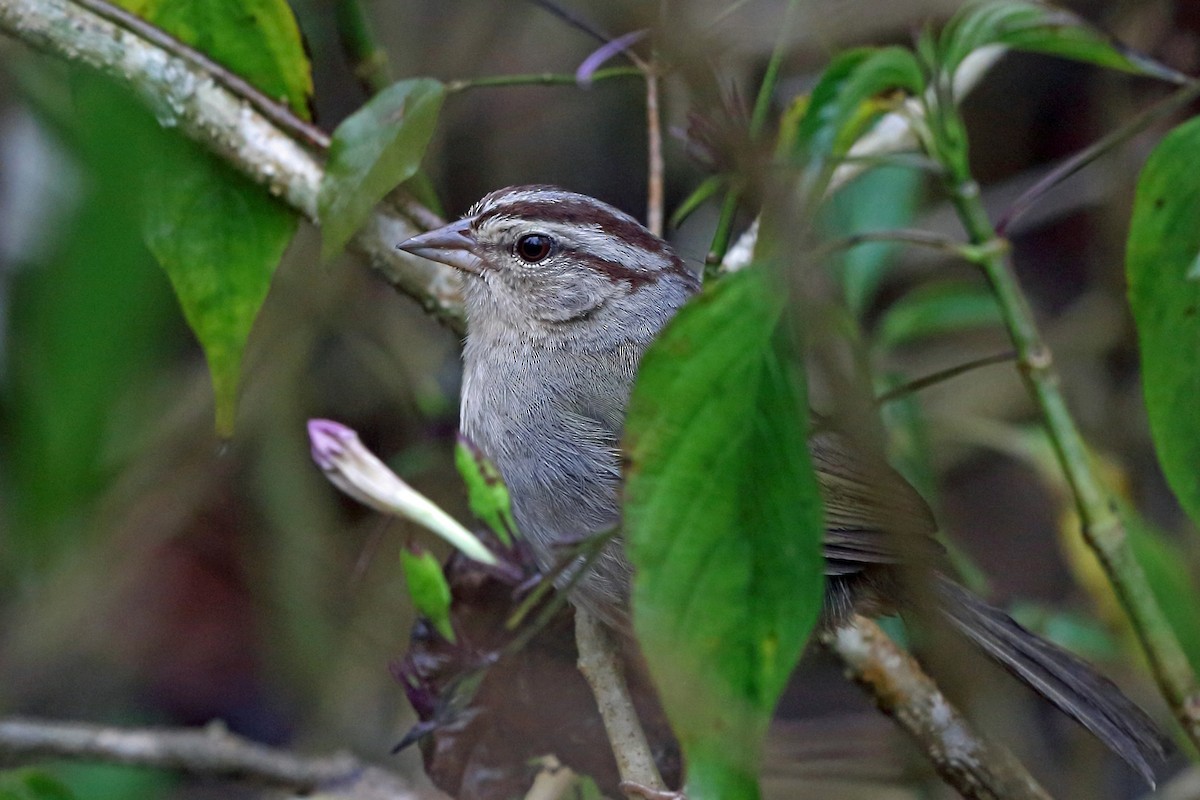 Cerquero Oliváceo (grupo superciliosus) - ML46655191