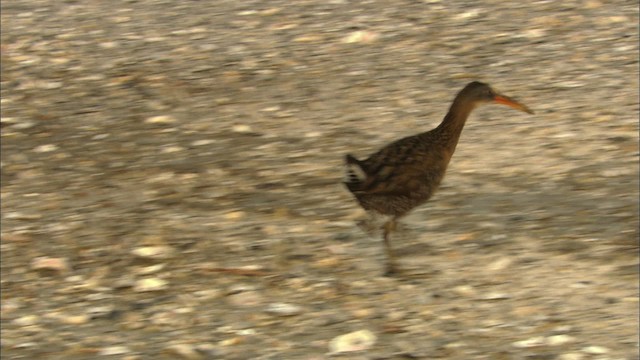 Clapper Rail - ML466552