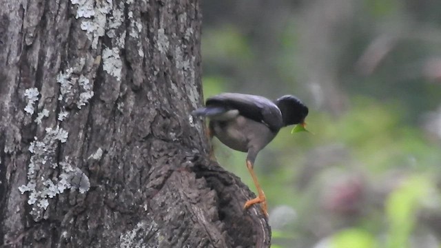 Jungle Myna - ML466552061