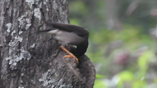 Jungle Myna - ML466552091