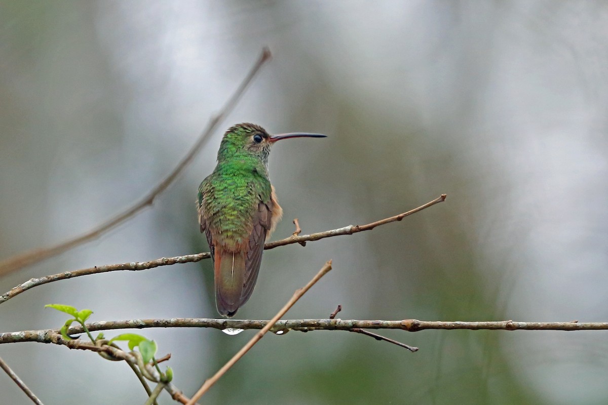 kolibřík yukatanský (ssp. cerviniventris/chalconota) - ML46655221