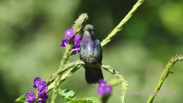kolibřík safírový (ssp. bartletti) - ML466552811